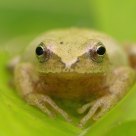 Spring peeper frog